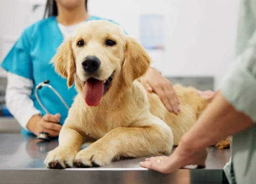 Pet Health Insurance